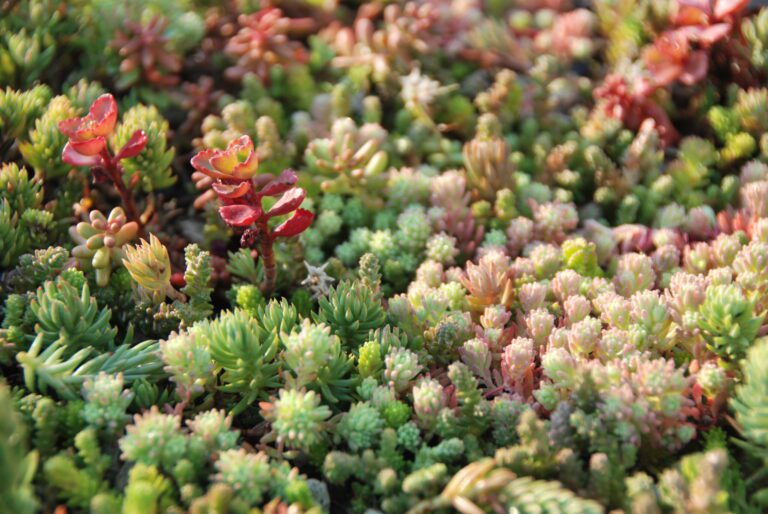 Click 'n go Light Sedum tray