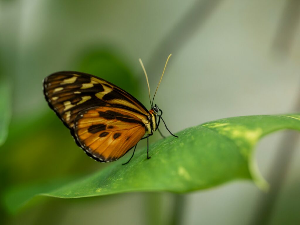 Butterfly image